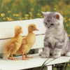 cat and ducks